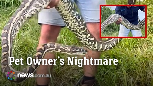 Every pet owner’s nightmare as python eats family cat