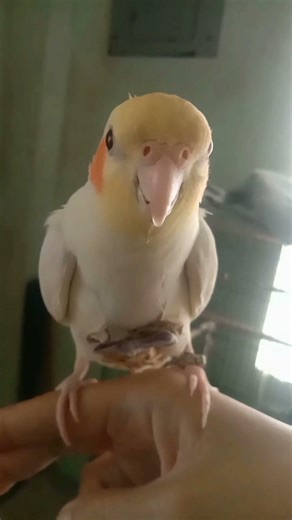 my daily alarm clock #birds