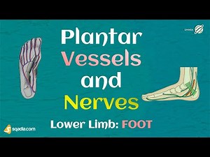 Lower Limb: FOOT | Plantar Vessels and Nerves| Bones, Ligaments, Joints and Muscles Anatomy