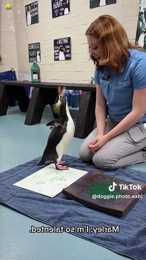 Funny Penguins: Hilarious Moments in Nature