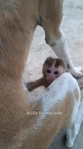 monkey baby playing with dog very amazing 🤔 | Discovery Monkey