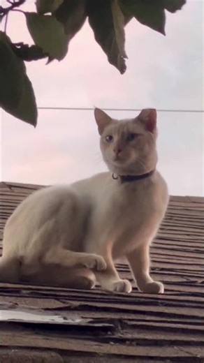 Mewtwo, the superstar 💕 #catwithattitude #cats #siamese #petsvlog #demonhunters #kpop #trending