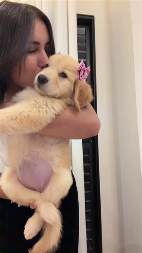 Comprando Sapatinhos para o Meu Golden Retriever