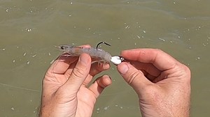 How to use frozen shrimp for inshore SLAMS! For more awesome saltwater fishing tips go to https://www.saltstrong.com/fishing-tips/ | Salt Strong