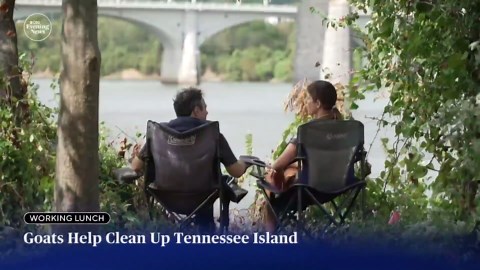 How goats are solving the invasive plant problem on Tennessee River island