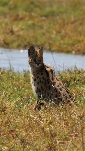 One of Africa’s most elusive cats… on the Chobe River | #Serval #ChobeRiver #AfricanWildlife