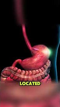 How a Feeding Tube Is Placed Into the Stomach(3D Animation) #medicaleducation #healthcare #fyp