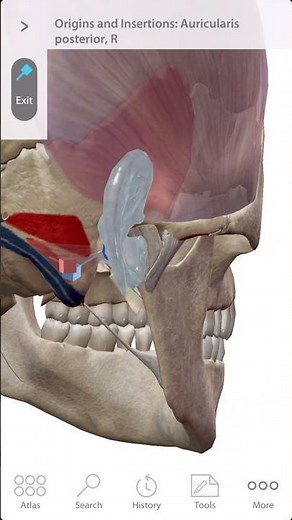 「解剖学」後耳介筋の起始と停止 Start and stop of the posterior auricularis muscle #Short
