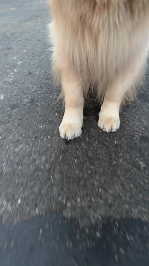 Furry Friend Halloween Costumes for Golden Retrievers