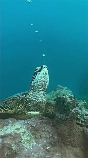 🤯 Heard a Sea Turtle SNORE! Less Than 1% Can Say This! 🐢