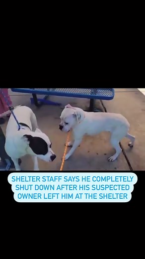 🚨FOSTER NEEDED🚨NCBR family - this boy needs our help!! He was dropped off at the shelter by someone thought to be his owner and when that person left him behind, he totally shut down. He is shaking and terrified at the back of his kennel. 🔴He has tested well with dogs, though seems to prefer calmer ones. 🔴 His big sad eyes tell us that he is overwhelmed and scared, but despite that, he is sweet and gentle. He needs to get out of the shelter and find a calm, quiet home so he can decompress. �