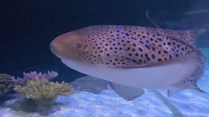 403 reactions · 26 shares | Dive in and meet our three zebra sharks, Peanut, Butter, and Honey! 煉麗 These graceful creatures, with their distinct spots, are as fascinating as they are beautiful. Watch as they glide through their underwater home in the Outer Reef habitat. 視 The Tropical Reef Aquarium reopens June 14.  | Point Defiance Zoo & Aquarium | Facebook