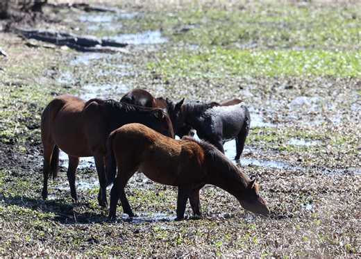 Who were Florida's early pioneers? Fifth-generation Floridian explains
