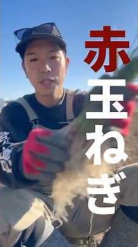 玉ねぎ苗の植え付けを動画で分かりやすく紹介🧅コツを掴めば初心者でも育てやすい！ぷりん農園の有機栽培で健康な野菜作り🌱#有機栽培 #玉ねぎ #ぷりん農園