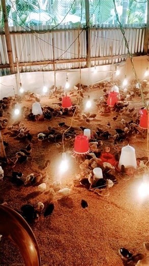 Local murgi form #ZOHIRUL Murgi farm#shorts