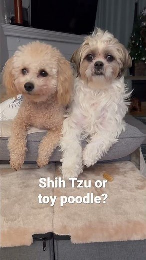 Cute Shih Tzu & Toy Poodle Look Both Ways