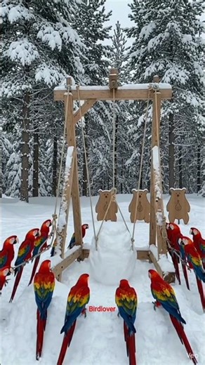 Barf Mein Tropical Birds? ❄️🦜 #shorts #parrot #birds