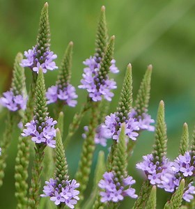 Verbena hastata (Blue or Common Vervain)