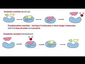 Enzyme action. OCR A A-Level Biology Revision