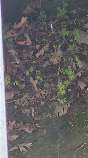 This chipmunk is scared of a spider in its web. #shorts