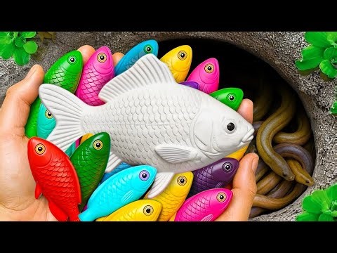 Catch Ornamental Aquarium Fish in Small Pond, Colorful Guppy, Koi, Betta Fish, Catfishh, Glofish