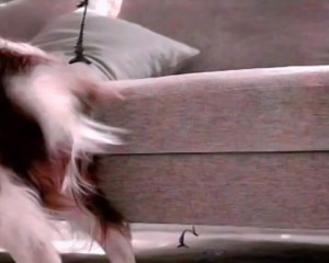 2009 commercial for Frontline Plus