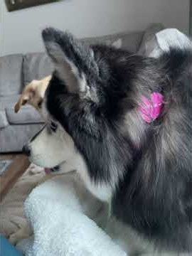 Everyone Love Cheese Puffs! #explore #reels #shorts #pets #husky