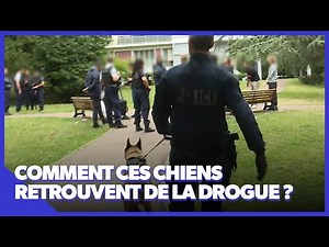 Rocky, le chien policier de Paris