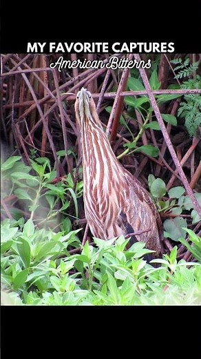 My Favorite Captures 📷 American Bitterns #wetlandbirds #birdphotography