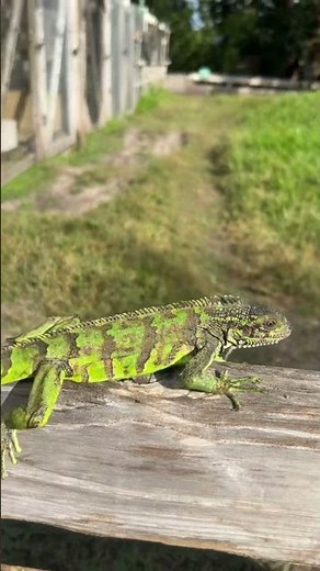 2023 Black Dragon Iguana from Saba and Montserrat islands will breed next year Very rare in the USA.