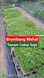 CMK (2) - BIBIT BAWANG MERAH MAHAL, TANAM CABAI MERAH KERITING (CMK) AKAR SAJA