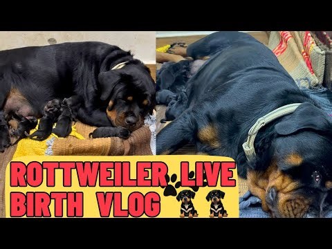 Rottweiler Lady ollie Live Birth Vlog: Pregnant Lady Ollie Gives Birth To Rottweiler Puppies