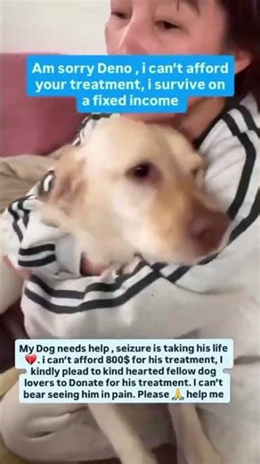 Help Save Deno’s Life — We Need $800 for His Seizure Treatment 💔🐾