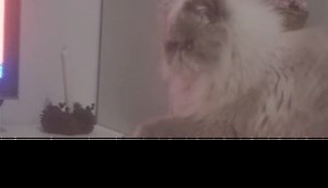 10 Cutest Criminal Pets Caught On Camera By Their Owners | Oxygen