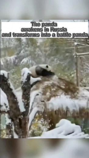 Adorable Panda in Russia TikTok Compilation