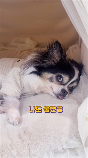 종일 뭘했는지 궁금한 강아지 #장모치와와 #강아지 #chihuahua #cutedog #멍식스