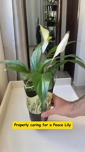 How to properly care for a Peace Lily? Let's dive into the tips and tricks to keep it healthy and blooming! 🌿✨ #gardenizitips #gardenizi #gardening | Seed to Flower