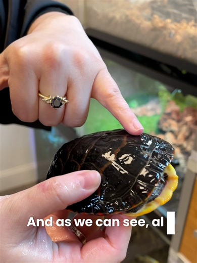 Reptile Health: Post-Shed Care for Turtles