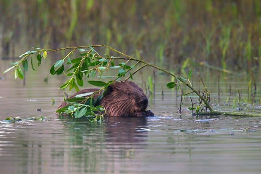 Guide to Britain's beavers: history, reintroduction and best places to see | Countryfile.com
