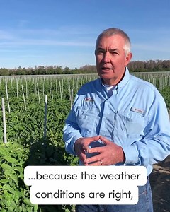 It's Florida tomato season! Lipman... - Fresh From Florida