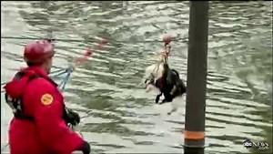 Puppy Ziplined to Safety