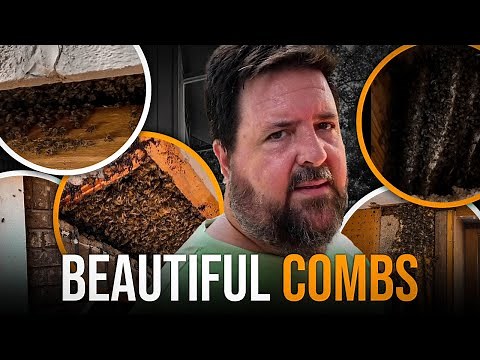 UNBELIEVABLE! Five Beehives Found Inside One House!