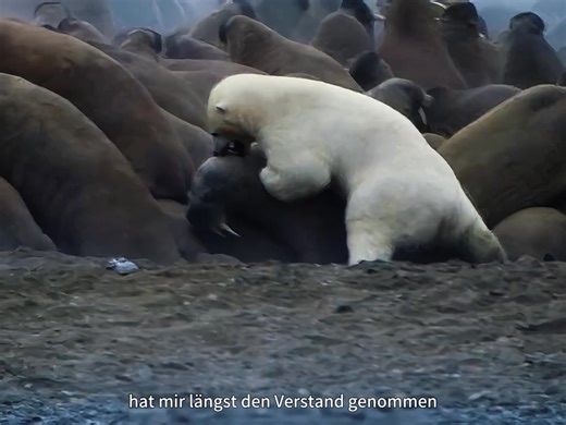 Explore the Fascinating World of Wild Animals