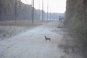 (A) World's worst hunter or (B) world's dumbest deer?? https://www.youtube.com/watch?v=bk0HYn2u7c0 | Mojo TV