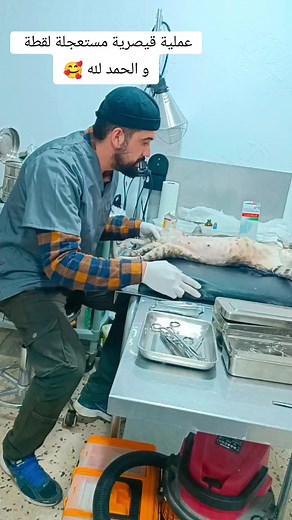 عملية قصيرة مستعجلة لقطة #veterinarian #cesarienne #chat #cat #sauvtage #animals #asiz_veterinaire #veto_stane #algeria #medea #cabinet