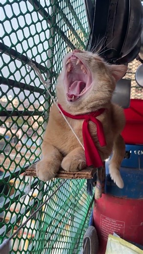 মাশা আললাহ 🙏🏻🖤 #ভাইরাল_ভিডিও #cat