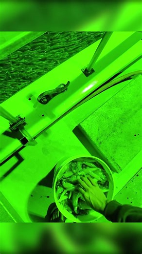 Effective Baits for Commercial Squid Fishing