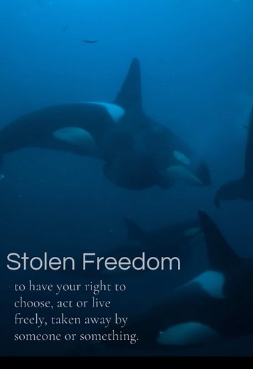 Tilikum and SeaWorld: Remembering the Cost of Live Captures