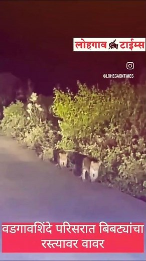 लोहगाव जवळील वडगावशिंदे परिसरात बिबट्या रस्त्यावर. #lohegaontimes #lohegaon #pune #bibtya #lepoard