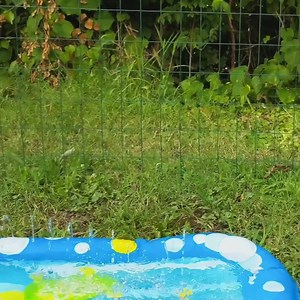 2.6M views · 11K shares | SPLISH SPLASH, NEO!  As if Neo couldn't get more extra, she now has her very own splash pad! Join us on Facebook Live today at 1:30 pm (CT) for some very special Neo playtime and learn more about our 2-month-old cassowary chick. ➡️ https://www.facebook.com/nashvillezoo/videos/596670501048339/ | Nashville Zoo | Facebook